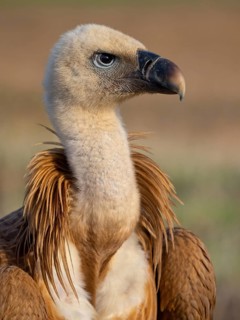 Griffon Vulture, Eurasian Griffon Vulture, Griffon Vulture, Eurasian Griffon, (Gyps fulvu), Vautour