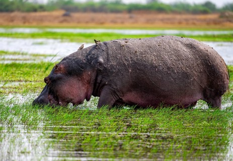 Hippopotamus (Hippopatamus amphibius), grazing in the shallow water of a lake, Okavango Delta,