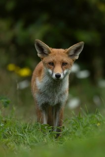 Red fox (Vulpes vulpes) adult animal standing in grassland in the summer, England, United Kingdom
