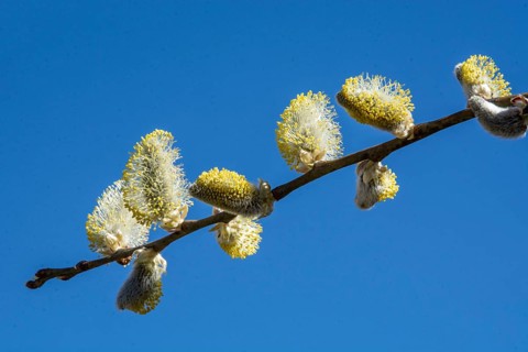 Hanging pussy willow (Salix caprea 'Kilmarnock') twig at blue sky in spring in Ystad, Skåne County,