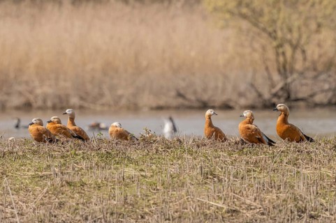 Orange (Tadorna ferruginea) Ruddy Shelduck birds rest on land near pond surrounded by tall grass.