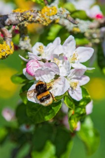 Erdhummel (Bombus terrestris) sammelt Nektar an an blühendem Apfelbaum (Pyrus malus), Hessen,