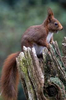 Squirrel (Sciurus vulgaris), Emsland, Lower Saxony, Germany