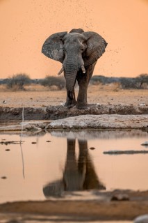 African elephant (Loxodonta africana), at the waterhole, reflection, at sunset, Nxai Pan National
