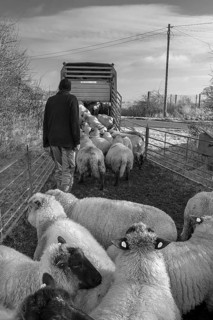 Shepherd loading his sheep into a double-deck cattle trailer, black and white, Mecklenburg-Western