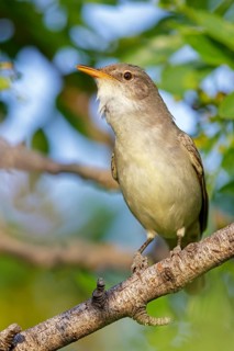 Olive warbler, (Hippolais olivetorum), animal, animals, bird, birds, biotope, habitat, perch,