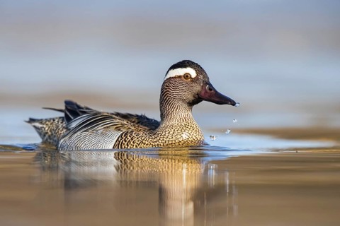 Garganey (Spatula querquedula) male, North Rhine-Westphalia, Germany