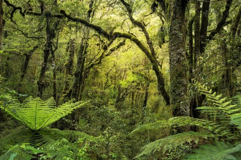 Wooded landscape with mossy trees and ferns. Fiordland National Park, Southland Region, South
