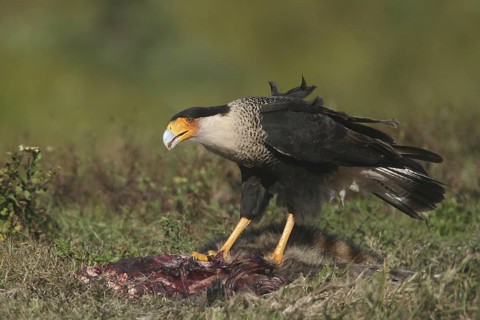 Northern Crested Caracara (Caracara cheriway), Florida, USA