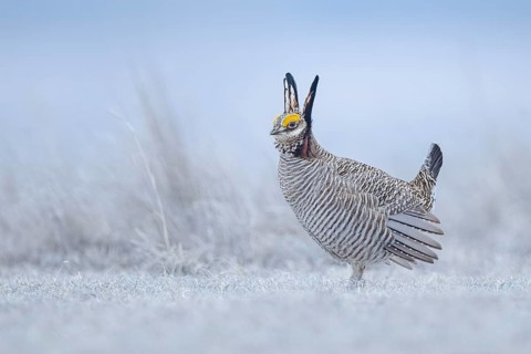 Lesser Prairie Chicken (Tympanuchus pallidicinctus) male displaying, Kansas, USA
