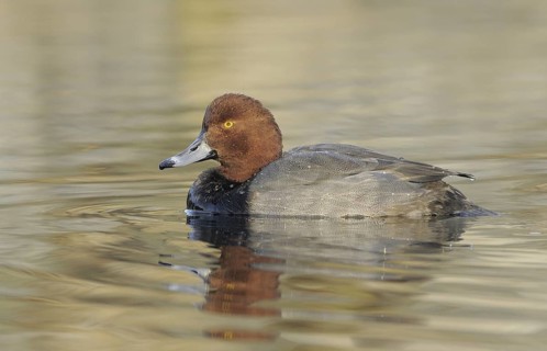 Redhead (Aythya americana) male, British Columbia, Canada