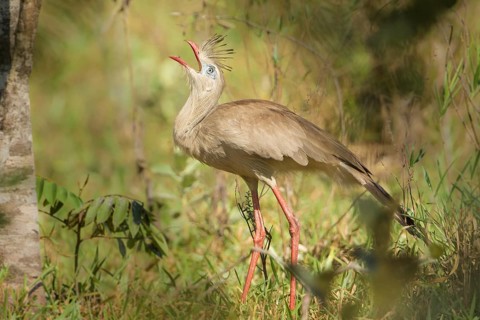 Red-legged Seriema (Cariama cristata), Bolivia