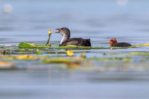 Eurasian Coot (Fulica atra) young bird from first brood leading young bird from second brood,