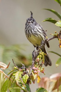 Tufted Tit-Tyrant (Anairetes parulus) perched on a branch in Manu National Park, Peru
