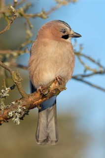 A jay (Garrulus glandarius), sitting on a branch against a blue sky, Odenwald, Hesse, Germany