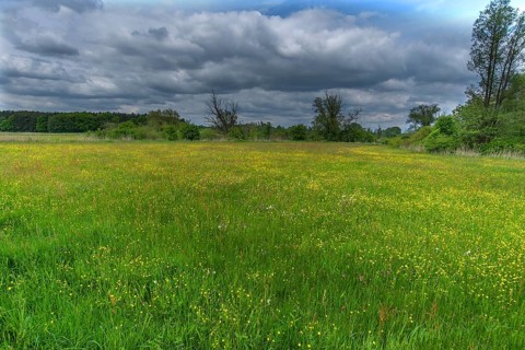 Meadow landscape with various wild flowers, Schrobenhausen, Upper Bavaria Germany