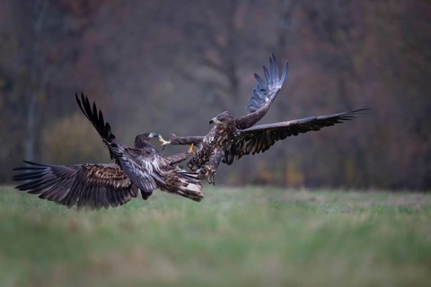 White-tailed eagle (Haliaeetus albicilla), juvenile, young white-tailed eagles fighting in flight,