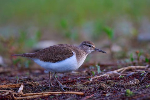 Common Sandpiper (Actitis hypoleucos) foraging, North Rhine-Westphalia, Germany