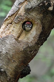 Great Spotted Woodpecker (Dendrocopos major) juvenile peering out from hole in tree, North