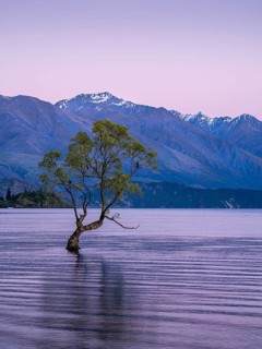 Wanaka Tree in the morning at sunrise, Lake Wanaka, Otago, South Island, New Zealand