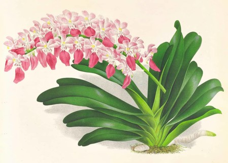 Orchid, Aerides maculosum, authentic reproduction of an illustration by Jean Jules Linden (1817 -