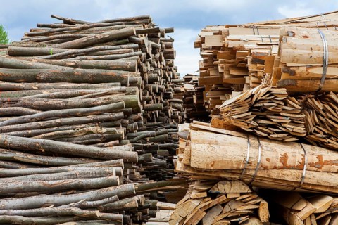 Pile of beech wood, Germany