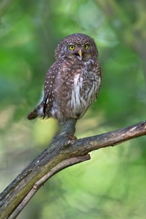 Eurasian Pygmy Owl (Glaucidium passerinum), Bavaria, Germany