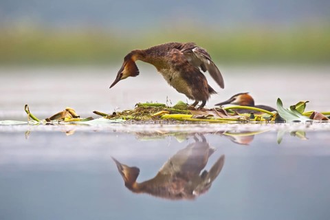 Great Crested Grebe (Podiceps cristatus) pair on nest, Bavaria, Germany