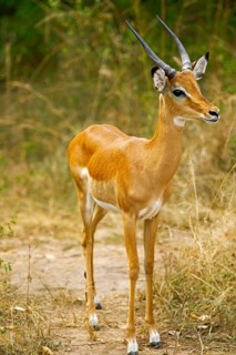 Impala (Aepyceros), Akagera National Park or Kagera National Park, Eastern Province, Rwanda