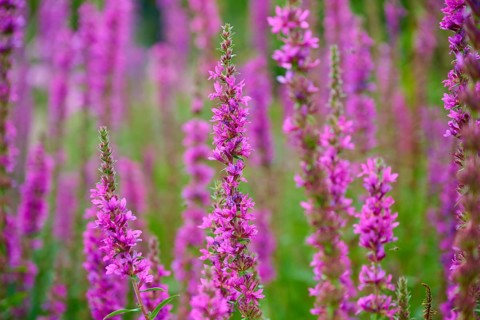 Purple flowers of medicinal loosestrife flowers in a natural meadow with green background, Purple