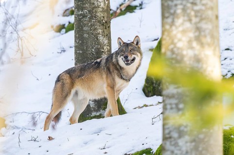 European gray wolf (Canis lupus lupus) standing in a forest in winter, snow, Bavaria, Germany