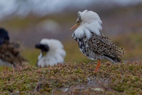 Ruff (Philomachus pugnax), at the mating site, Varanger, Norway
