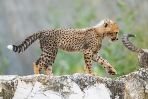Cheetah (Acinonyx jubatus) youngster walking on a rock, captive, occurrence Africa