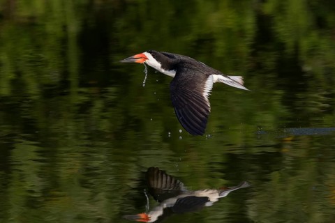 Black Skimmer (Rynchops niger) flying, New York, USA