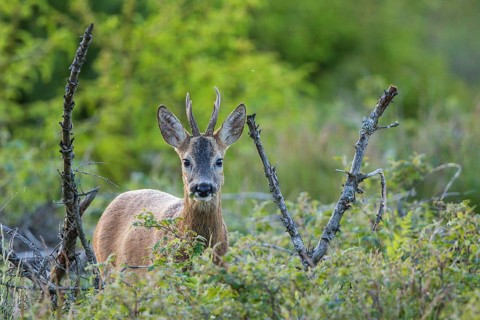 Roebuck (Capreolus capreolus), close-up, male foraging in a forest clearing in summer, looking into