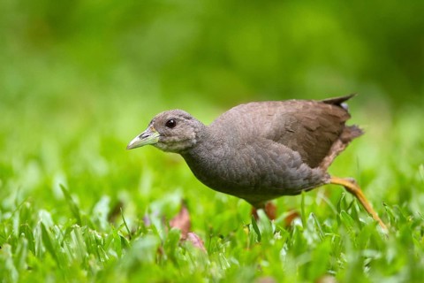 Pale-vented Bush-hen (Amaurornis moluccana ruficrissa), Queensland, Australia