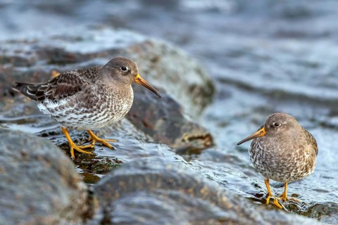 MeerstrandlÃ¤ufer