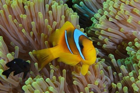 Red sea anemonefish (Amphiprion bicinctus)