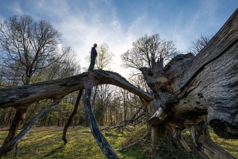 Young woman standing on an old solitary oak tree split by lightning and broken apart, Hohenlohe,