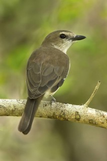Grey Whistler (Pachycephala simplex), Northern Territory, Australia