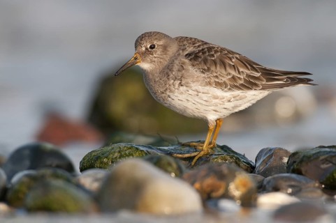 Purple Sandpiper (Calidris maritima), Schleswig-Holstein, Germany