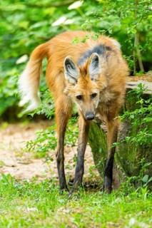 Maned wolf (Chrysocyon brachyurus) walking around, Germany