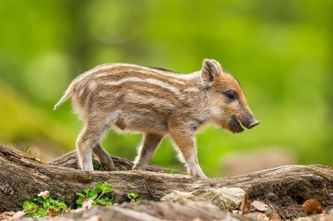 Wild boar (Sus scrofa) piglet walking in a forest, Bavaria, Germany