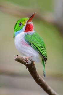 Cuban Tody (Todus multicolor) perched on a branch in Cuba