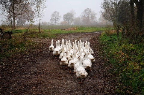Geese, Anserinae, on their way to the feeding meadow in cloudy weather, Othenstorf,