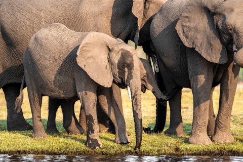 Herd of animals with young, African elephant (Loxodonta africana) drinking at the Chobe River,