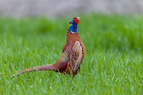 In April, the mating season of pheasants (Phasianus colchicus) is at its peak and in areas with a