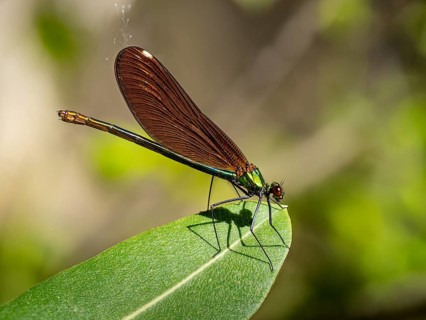 Dragonfly, Dragonfly, Dragonfly, Greece, Lesbos Island, (Crocothemis erythraea), Lesbos, Lesbos