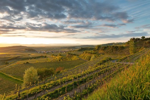 Sunset over vineyards at Mondhalde near Bischoffingen. View towards the Rhine Valley and Vosges