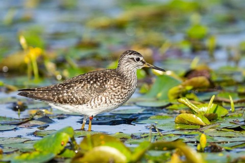 Spotted Redshank (Tringa erythropus) Hungary
